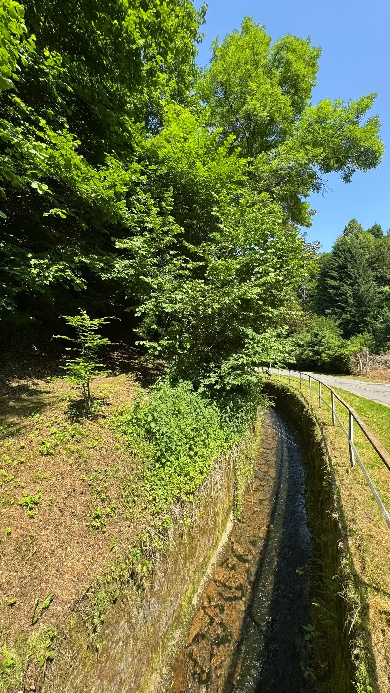 The “Vitus Forest” is a peaceful woodland area just south of the hospital.