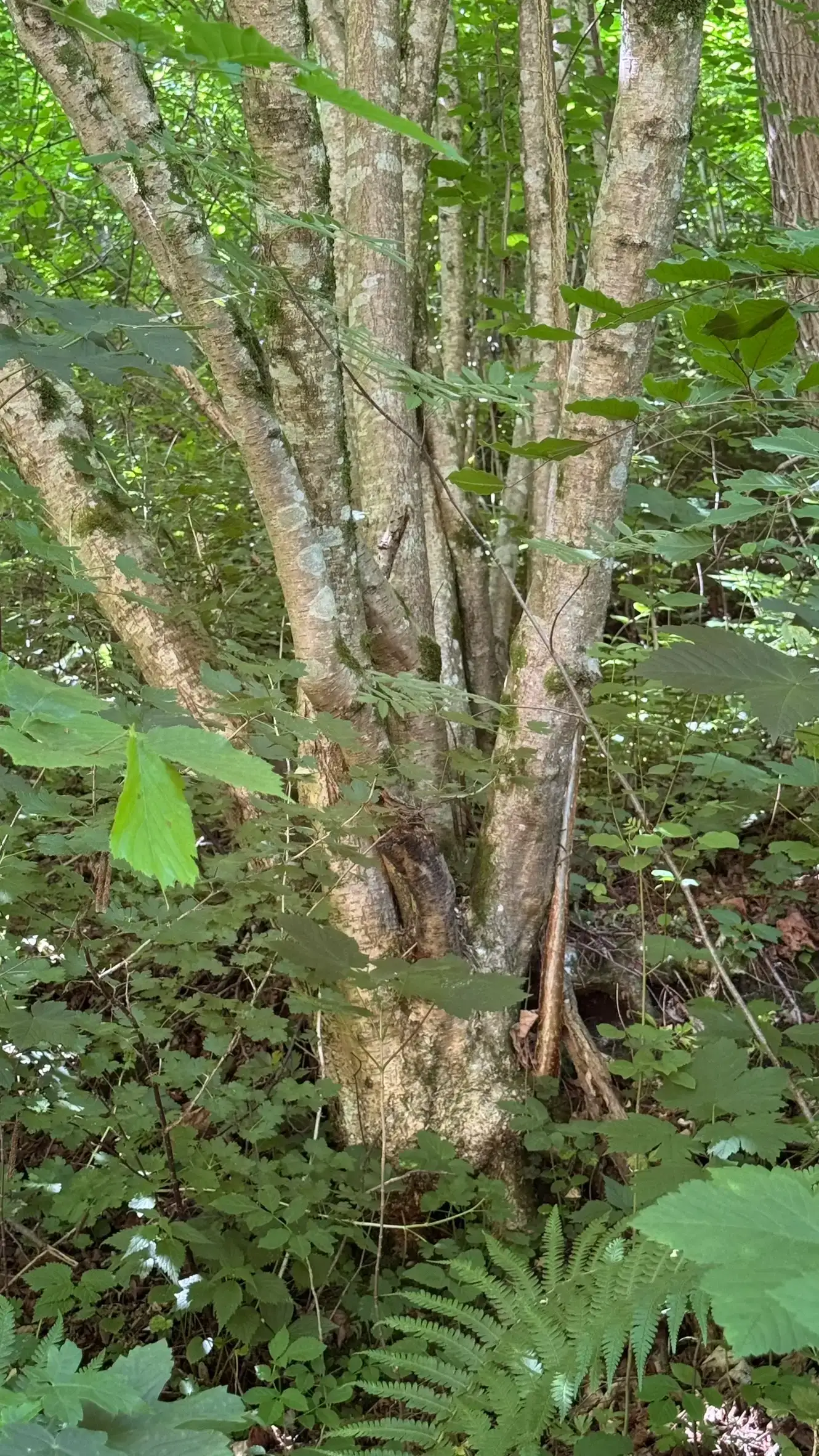 Mixed forest consisting of spruce, beech and maple