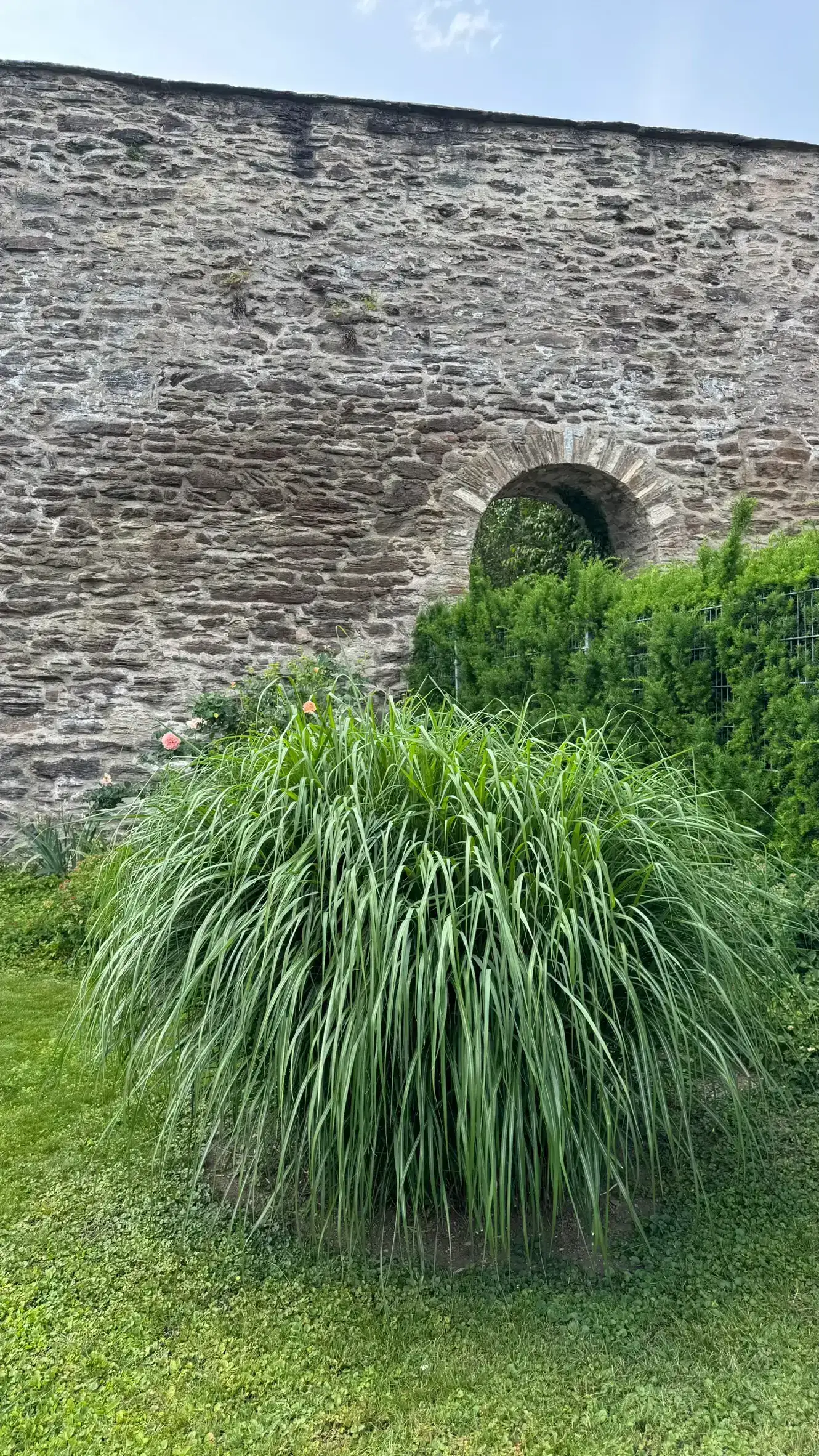 Foreground: tall ornamental grass with long, narrow leaves; background: NW town wall with an arched opening
