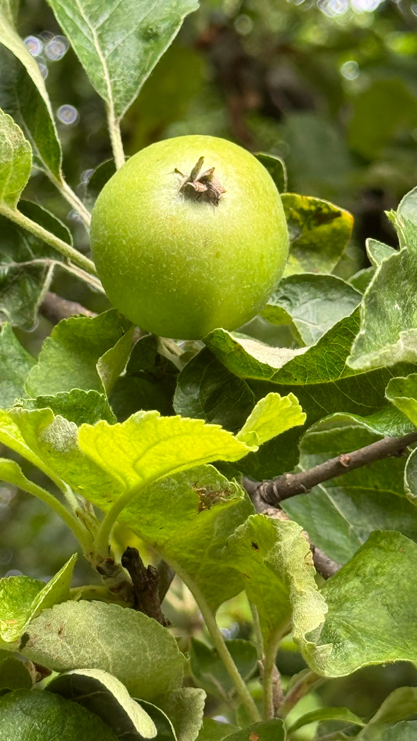Bäume, Sträucher und Blumenbeete tragen zum Charme des Grabengartens bei.