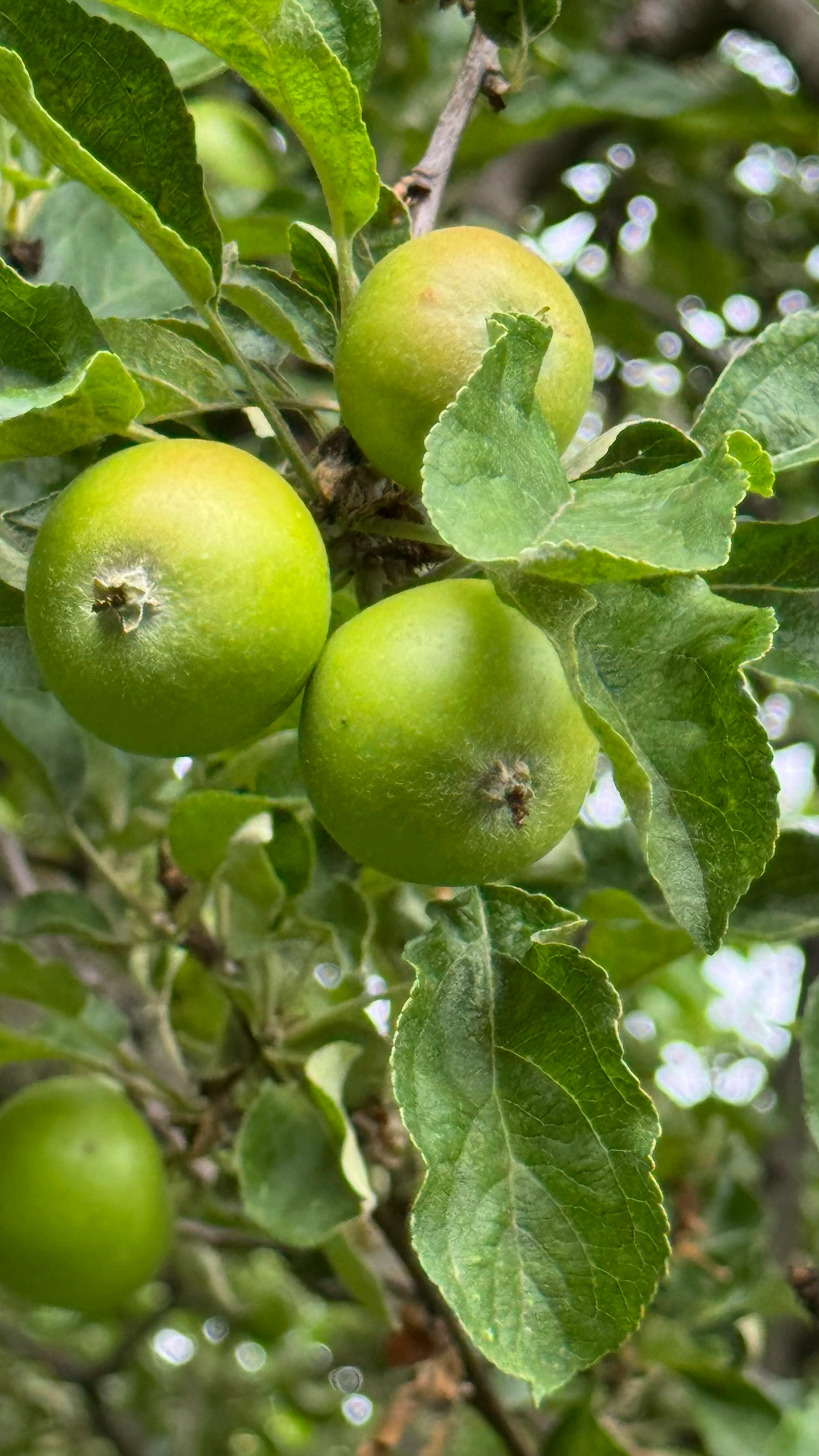Bäume, Sträucher und Blumenbeete tragen zum Charme des Grabengartens bei.