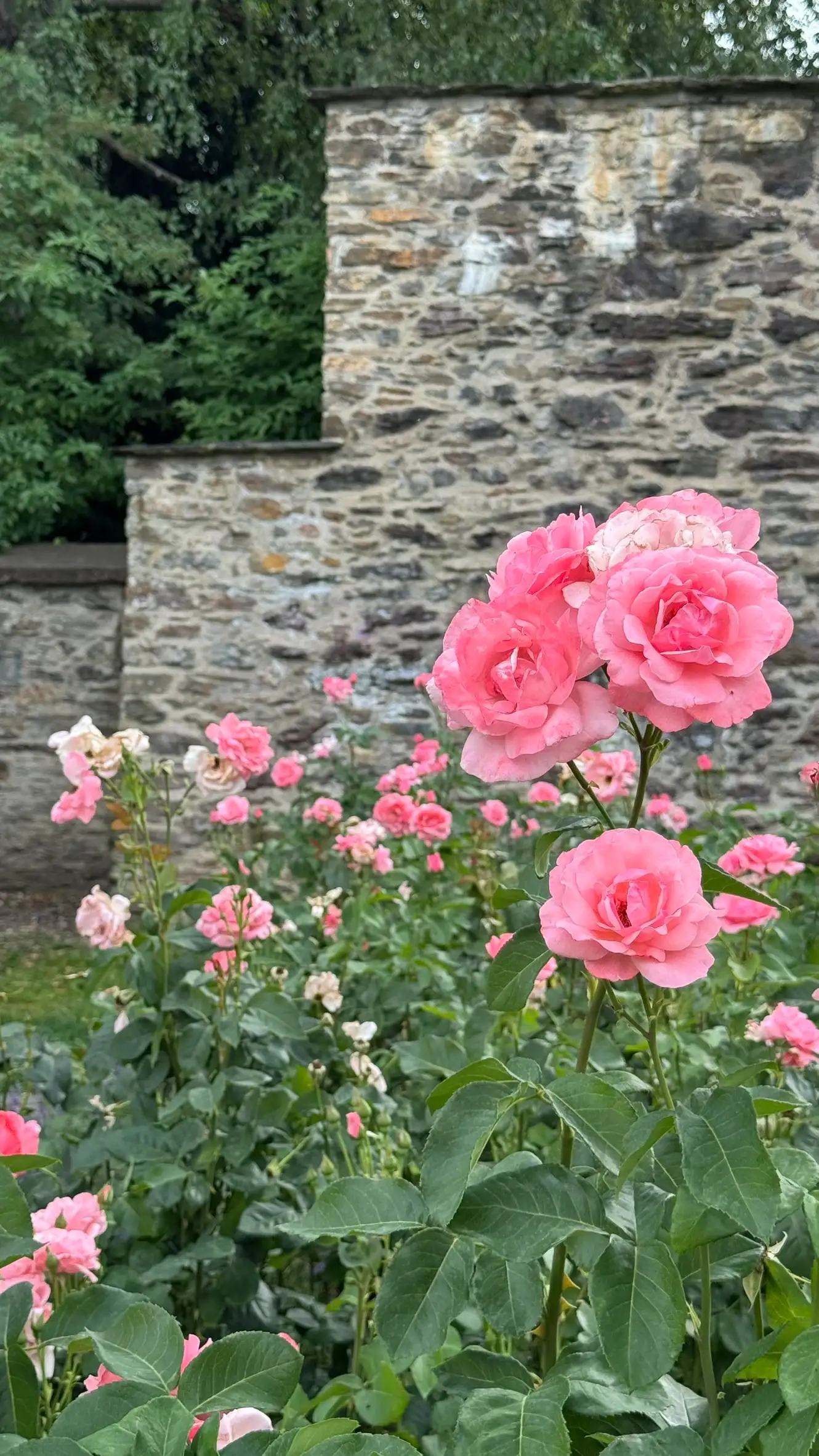 Foreground: Gallica rose flower bed; background: southwest curtain wall