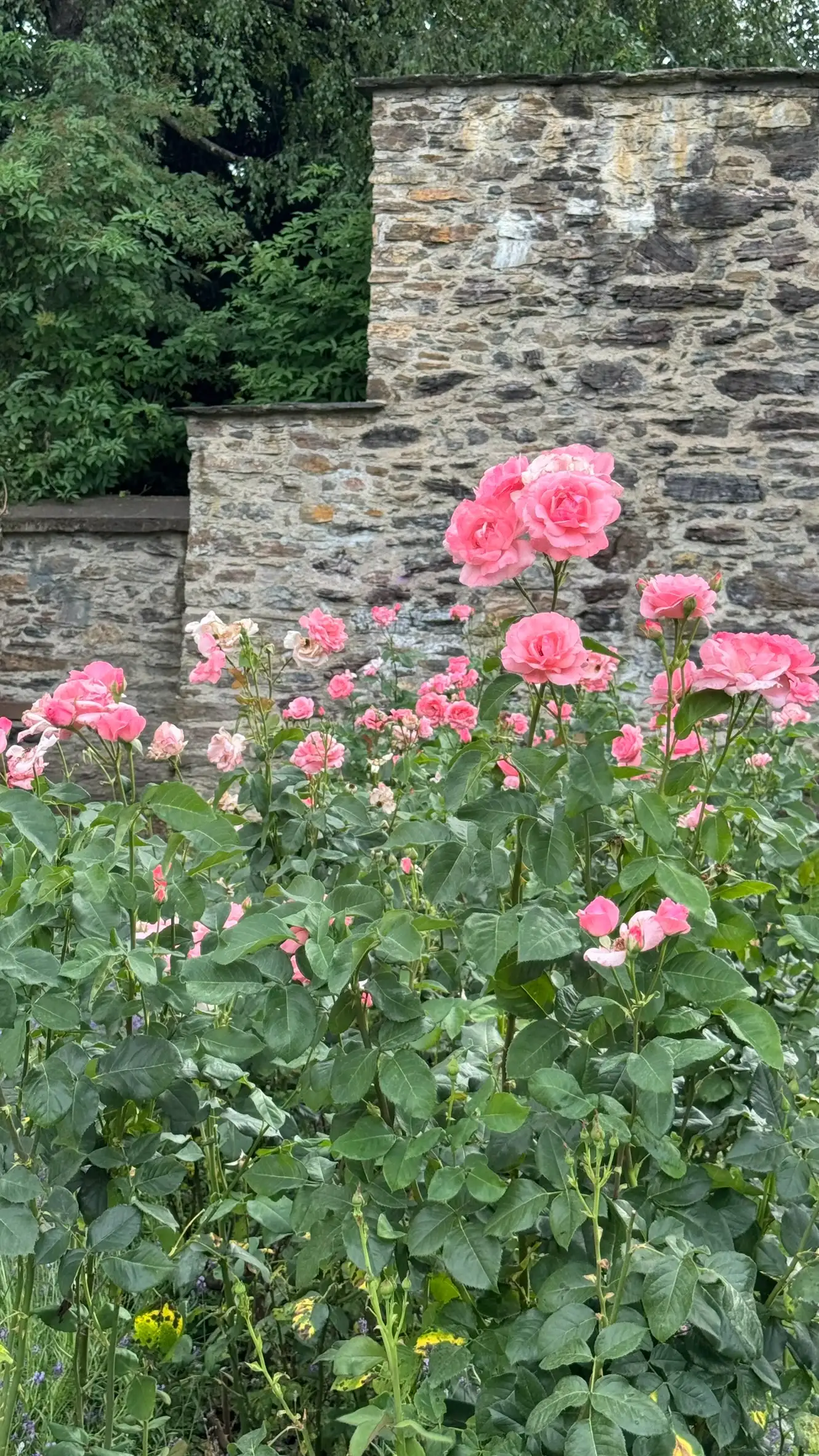 Foreground: Gallica rose flower bed; background: southwest curtain wall