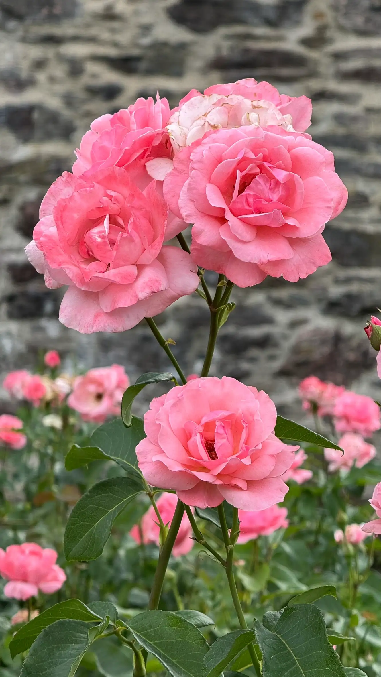 Rose pink-coloured flowers blooming on strong stems