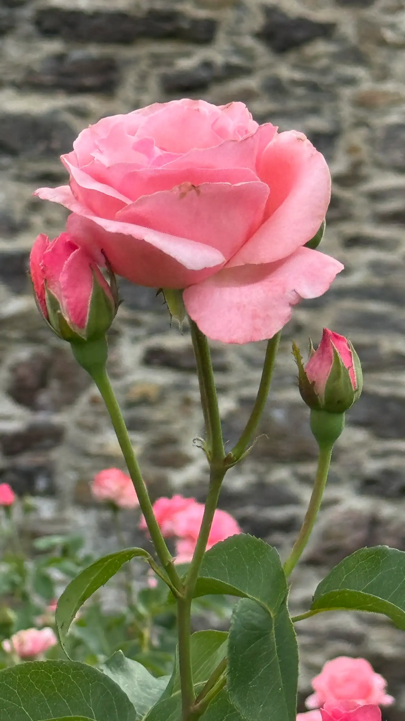 Ungeöffnete Knospen rund um die Blüten zeigen eine gesunde Blühphase an.