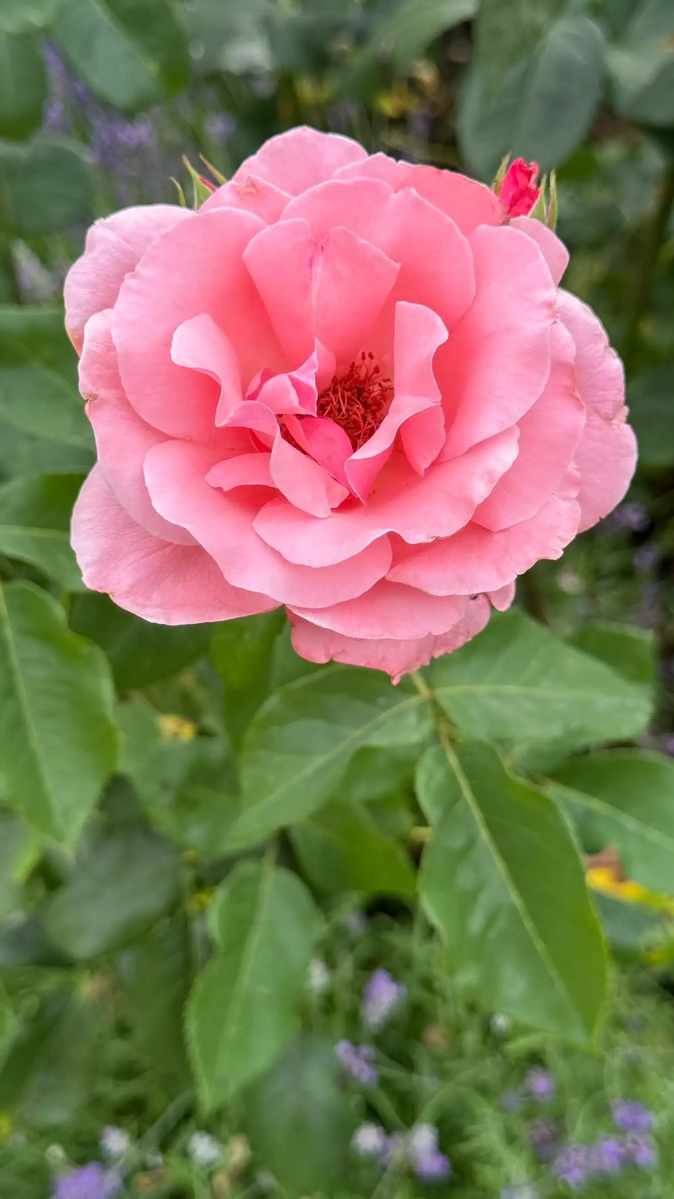 Bowl-like flowers with layered, papery petals; oval to lance-shaped leaves with finely serrated edges