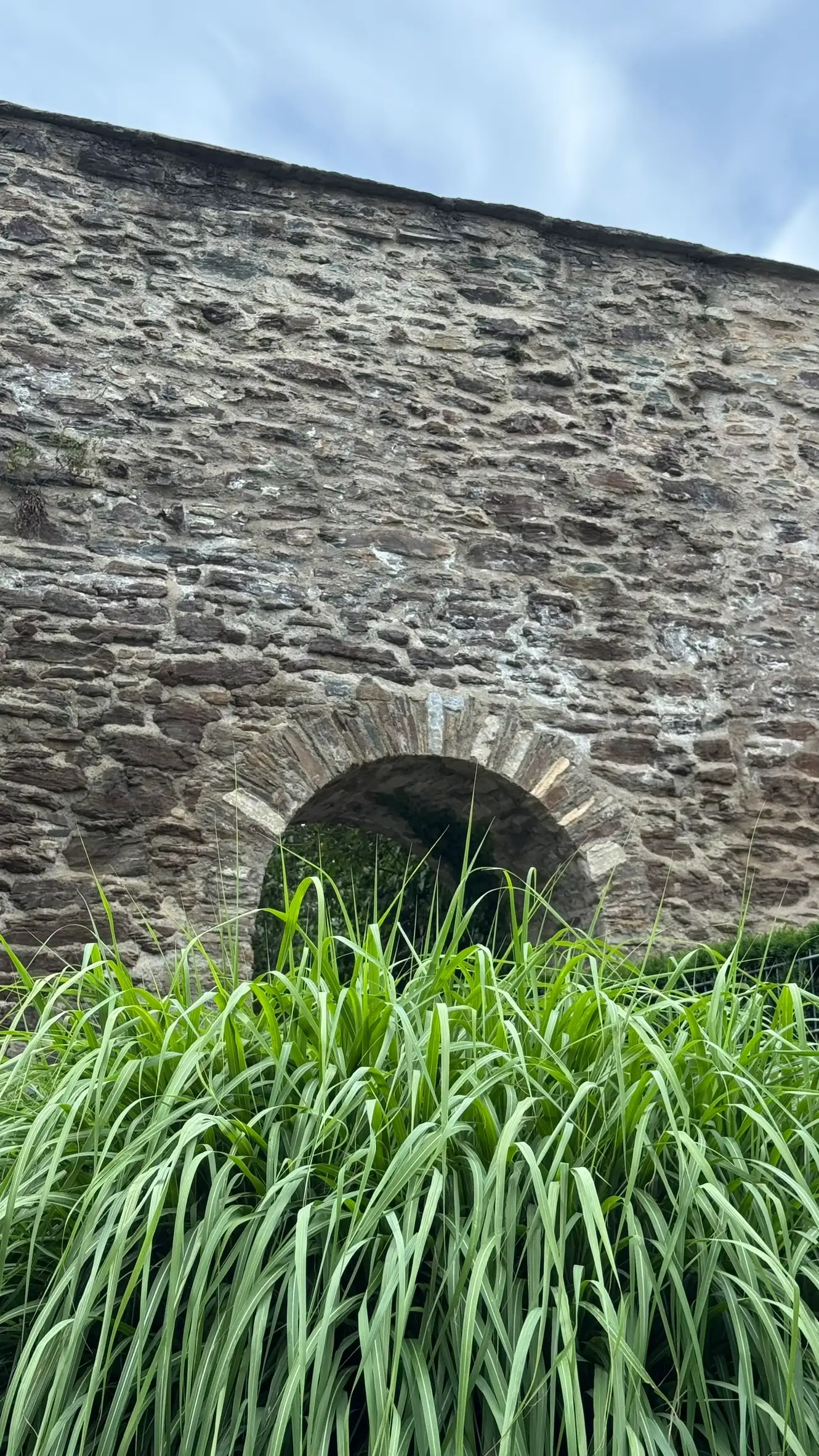 Foreground: tall ornamental grass with long, narrow leaves; background: NW town wall with an arched opening