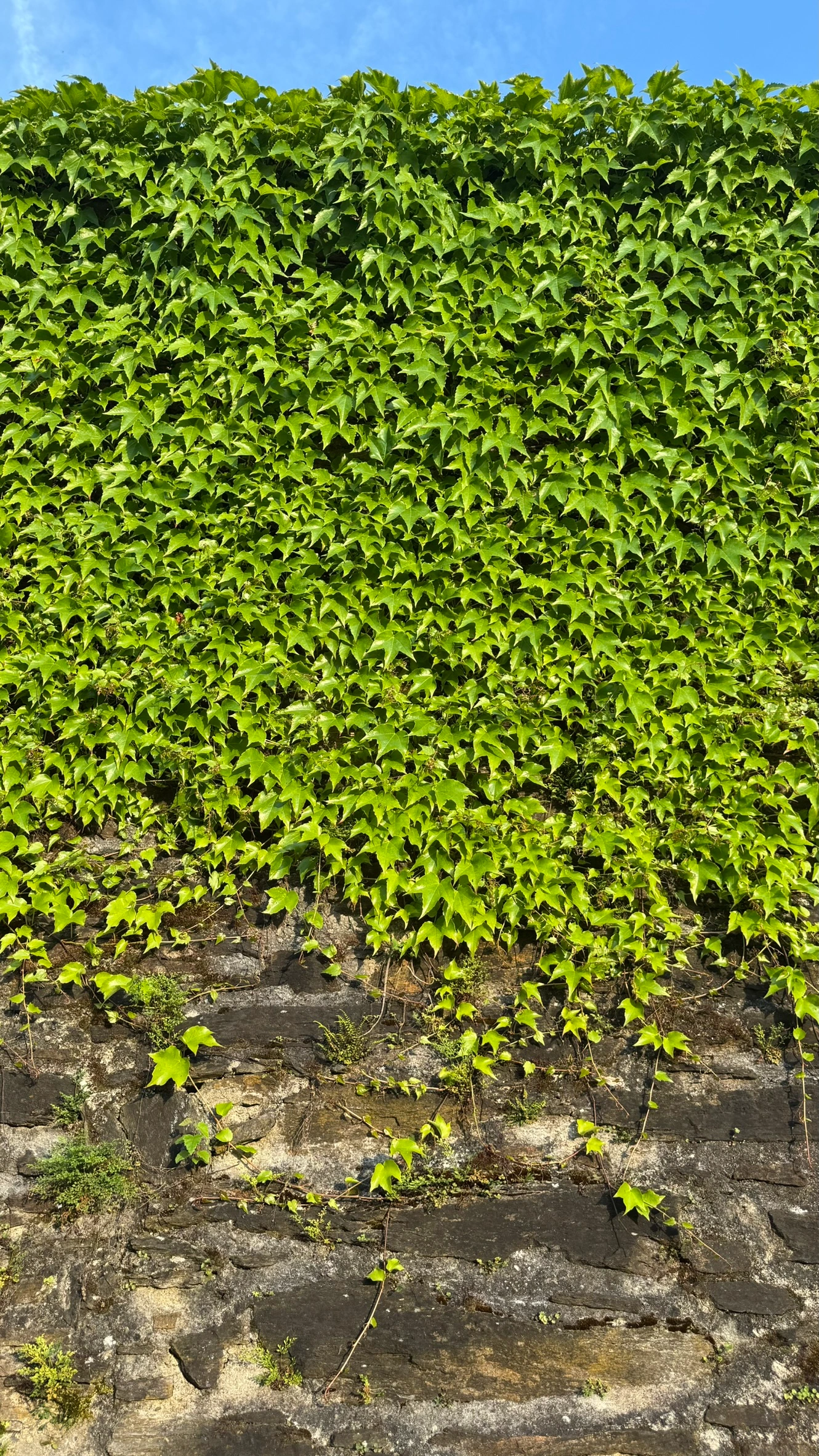 Nordwestlicher Stadtmauerabschnitt, mit Bewuchs überzogen