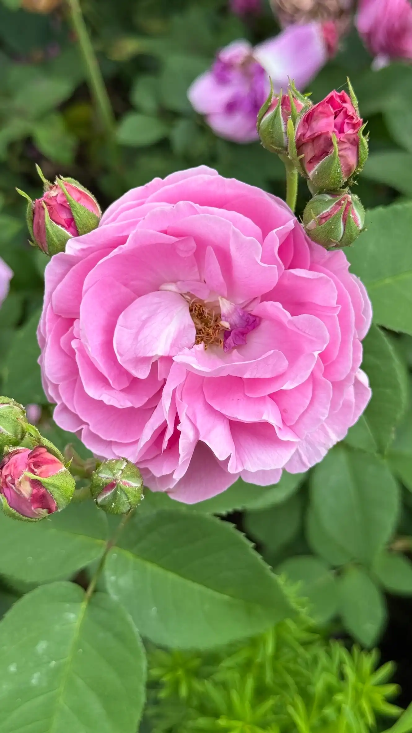 Schalenförmige Blüten mit geschichteten, papierartigen Blütenblättern; ovale bis lanzettliche Blätter mit fein gezähnten Rändern.