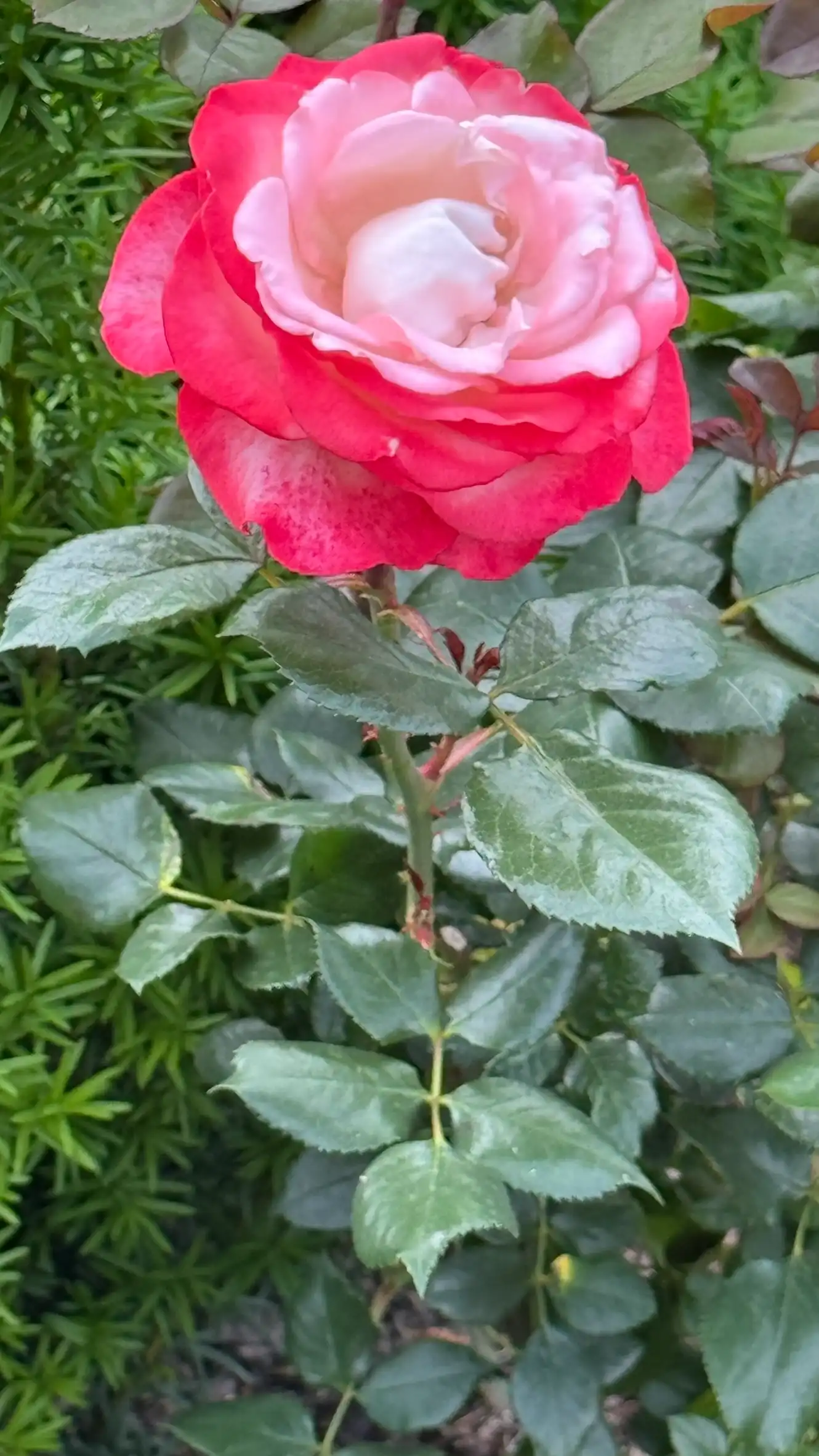 Bicoloured flowers with an outer ring of pinkish-red petals and an inner ring of pale pink petals
