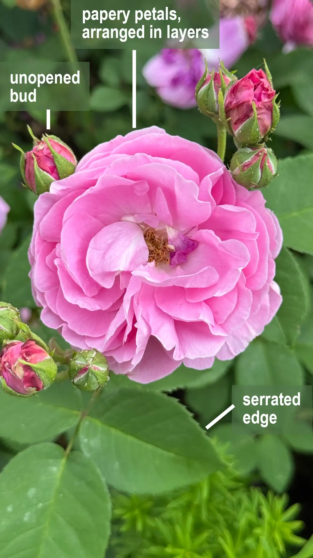 rose_labelled_eng