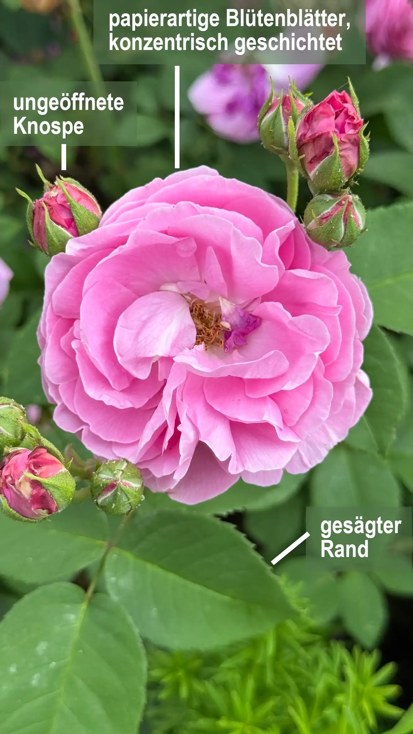 rose_labelled_ger
